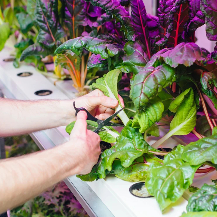 Гибкие прозрачные гидропонные трубы Aquaponic